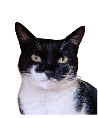 Besa - de kat van PasneserPark glamping